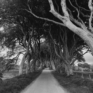 dark-hedges_bw-square